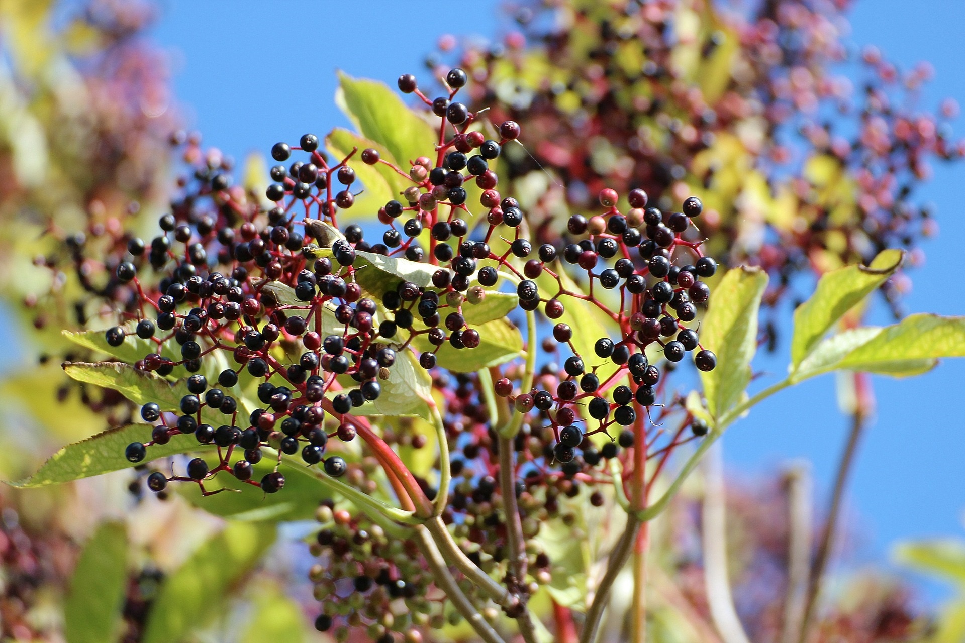 Organic Elderberry Extract - Eeviahealth